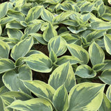 Crin de Toamna (Hosta) Tootie Mae, cu flori albastre-mov, frunze variegate, umbra si semiumbra