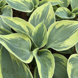 Crin de Toamna (Hosta) Tootie Mae, cu flori albastre-mov, frunze variegate, umbra si semiumbra