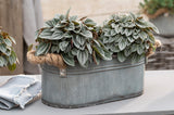 Peperomia Caperata Napoli Nights, 25 cm, planta de interior cu frunze argintii, ideala pentru birou