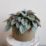 Peperomia Caperata Napoli Nights, 25 cm, planta de interior cu frunze argintii, ideala pentru birou