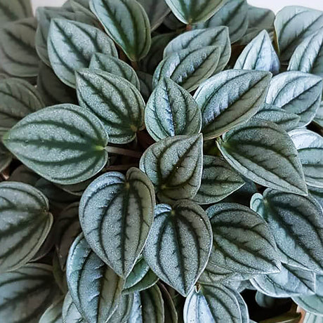 Peperomia Caperata Napoli Nights, 25 cm, planta de interior cu frunze argintii, ideala pentru birou