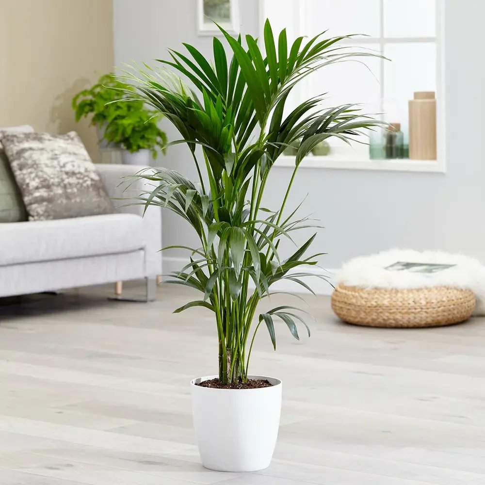 Palmier Kentia (Howea Forsteriana), 60 cm, planta de interior eleganta, purificatoare de aer, usor de intretinut