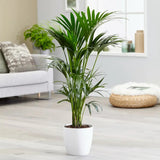 Palmier Kentia (Howea Forsteriana), 60 cm, planta de interior eleganta, purificatoare de aer, usor de intretinut