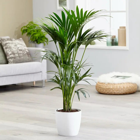 Palmier Kentia (Howea Forsteriana), 60 cm, planta de interior eleganta, purificatoare de aer, usor de intretinut