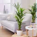 Palmier Kentia (Howea Forsteriana), 60 cm, planta de interior eleganta, purificatoare de aer, usor de intretinut