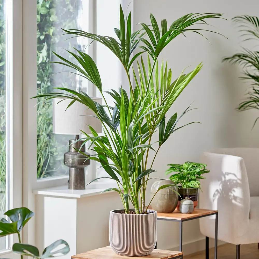 Palmier Kentia (Howea Forsteriana), 60 cm, planta de interior eleganta, purificatoare de aer, usor de intretinut