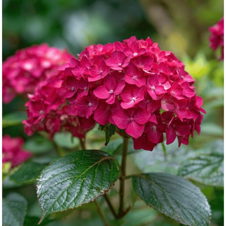 Hortensie macrophylla Red Baron, flori rosu intens, inflorire abundenta, gradina umbra
