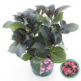 Hortensie de gradina Black Diamond Dark Angel Purple, frunze inchise, flori mov, eleganta si rezistenta