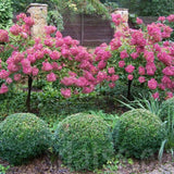 Hortensie paniculata Fraise Melba Copacel, cu flori mari, alb-crem devenind rosu intens, inflorire lunga