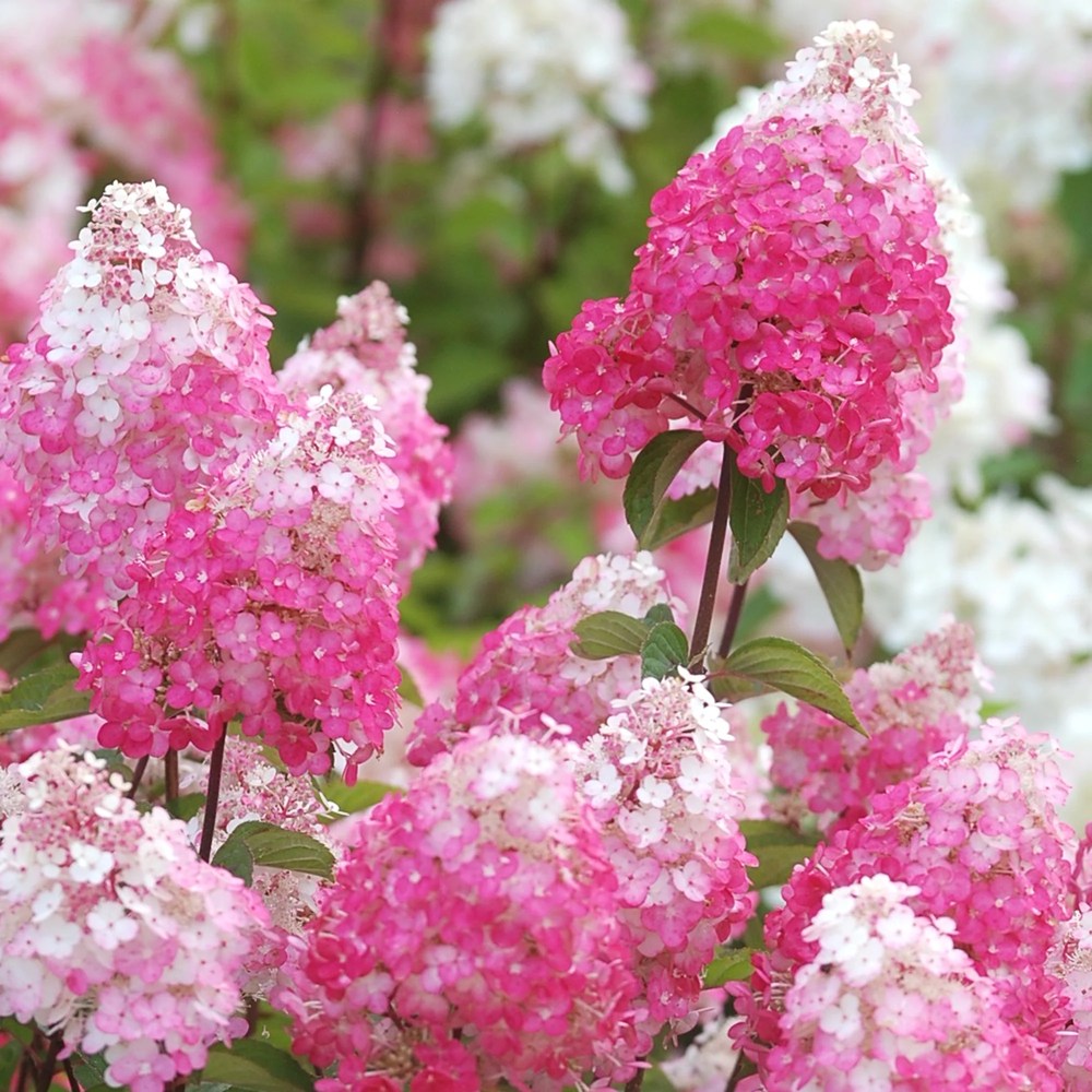 Hortensie paniculata Fraise Melba Copacel, cu flori mari, alb-crem devenind rosu intens, inflorire lunga