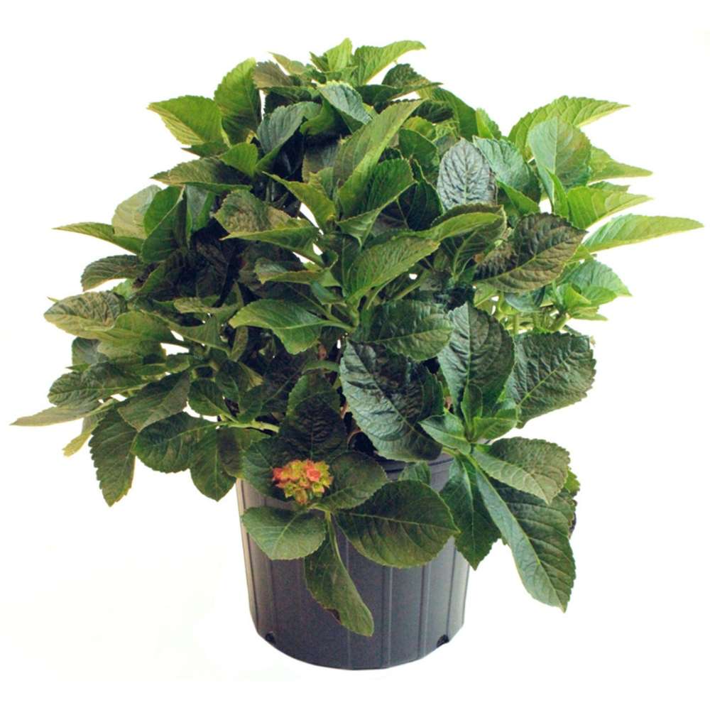 Hortensie de gradina Glowing Embers, flori rosii-portocalii spectaculoase, tufis ornamental rezistent