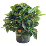 Hortensie de gradina Glowing Embers, flori rosii-portocalii spectaculoase, tufis ornamental rezistent