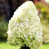 Hortensie arborescens Hercules Copacel – alba, 130 cm