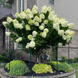 Hortensie arborescens Hercules Copacel – alba, 130 cm