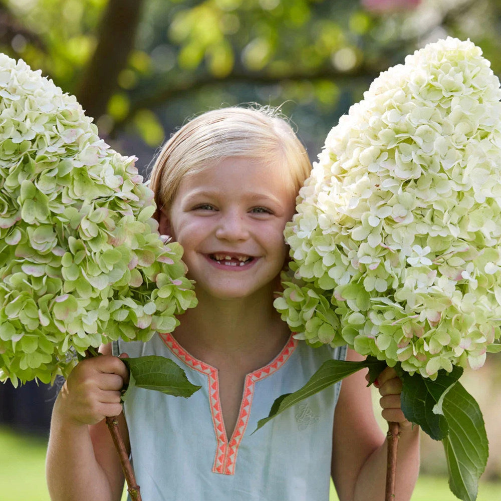 Hortensie arborescens Hercules Copacel – alba, 130 cm