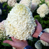 Hortensie arborescens Hercules Copacel – alba, 130 cm