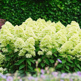 Hortensie de gradina Magical Candle, flori albe crem roz, joc de culori, arbust decorativ rezistent la frig