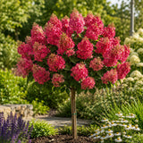 Hortensie paniculata Magical Fire Copacel,  cu flori rosu Intens si inflorire spectaculoasa, schimbare de culoare