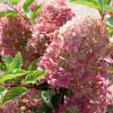 Hortensie paniculata Phantom Tip Copacel, cu flori albe conice mari, devin roz-pal