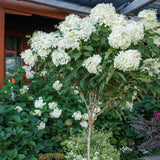 Hortensie paniculata Phantom Tip Copacel, cu flori albe conice mari, devin roz-pal
