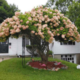 Hortensie paniculata Phantom Tip Copacel, cu flori albe conice mari, devin roz-pal