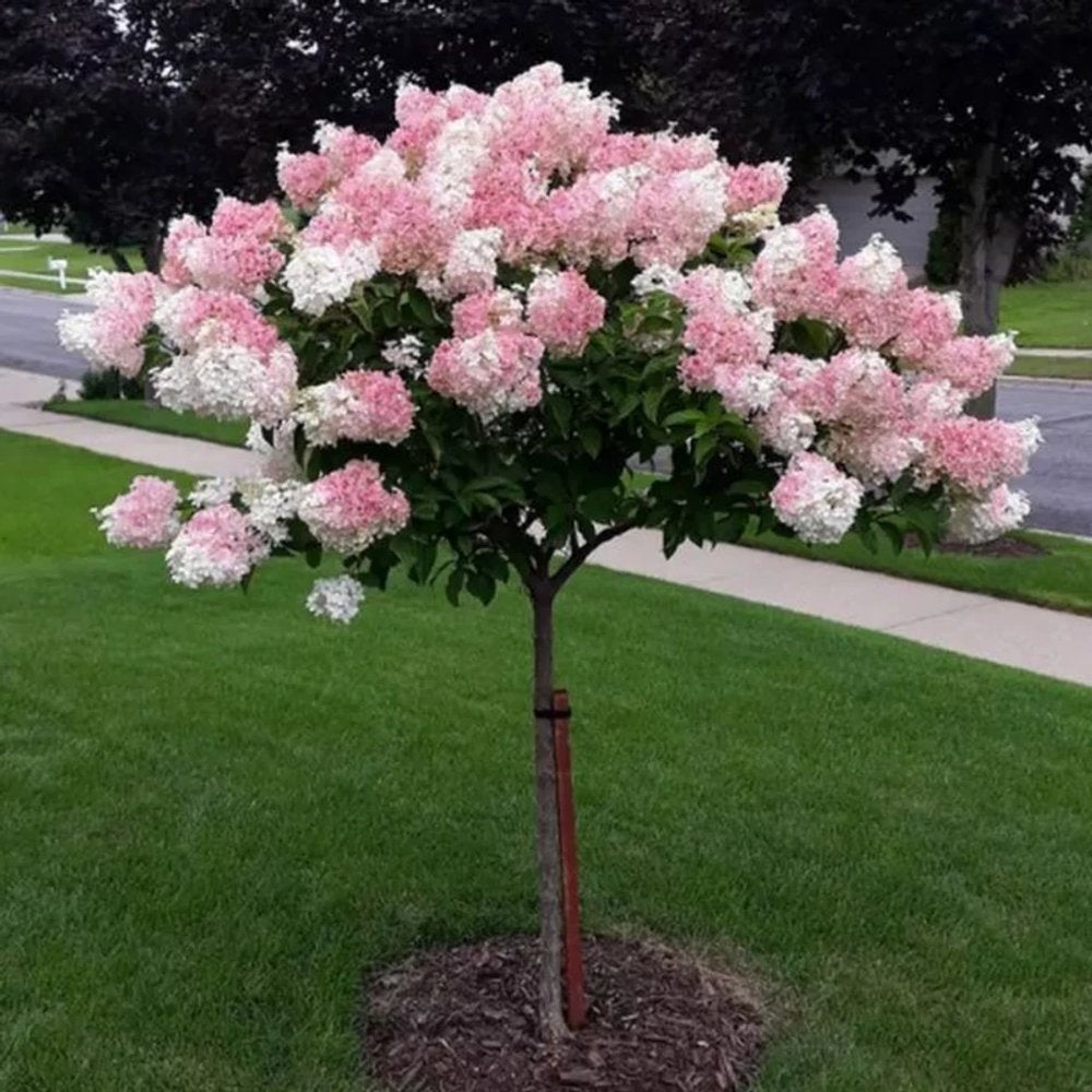 Hortensie de Gradina Tip Copac Vanille Fraise, pomisor cu flori alb-roz capsuna, inflorire lunga vara-toamna, planta decorativa gradina