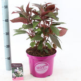 Hortensie aspera Hot Chocolate - hortensie exotica, frunze bronz, flori mov-albastru