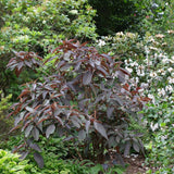 Hortensie aspera Hot Chocolate - hortensie exotica, frunze bronz, flori mov-albastru