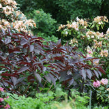Hortensie aspera Hot Chocolate - hortensie exotica, frunze bronz, flori mov-albastru