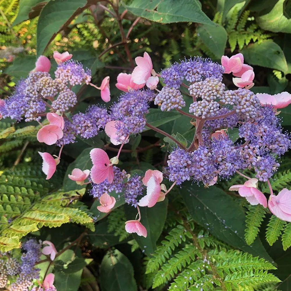 Hortensie aspera Hot Chocolate - hortensie exotica, frunze bronz, flori mov-albastru