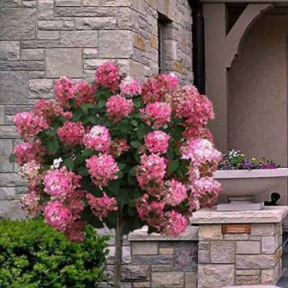 Hortensie paniculata Fire Light – roz-rosu - Tip Copacel