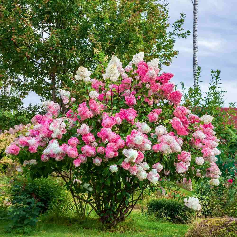 Hortensie de gradina Vanille Fraise, arbust decorativ flori mari conice parfumate roz alb rosu, joc de culori
