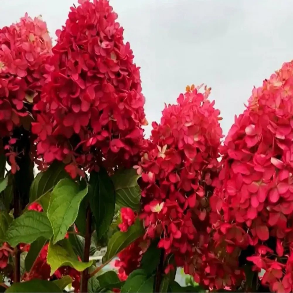 Hortensie de gradina Vanille Fraise, arbust decorativ flori mari conice parfumate roz alb rosu, joc de culori