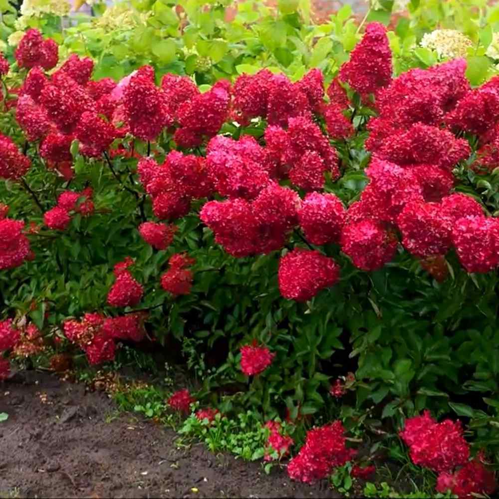Hortensie de gradina Vanille Fraise, arbust decorativ flori mari conice parfumate roz alb rosu, joc de culori