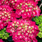 Hortensie de gradina Glowing Embers, flori rosii-portocalii spectaculoase, tufis ornamental rezistent