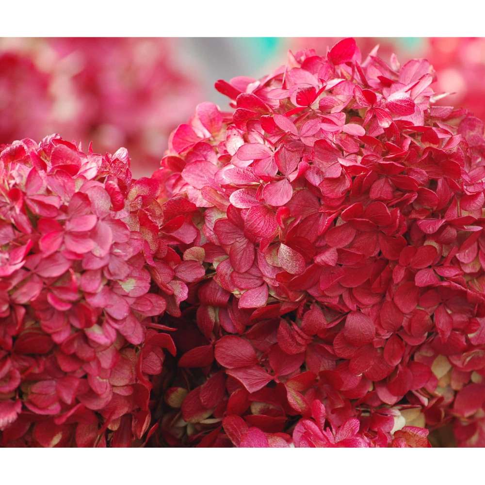 Hortensie de gradina Glowing Embers, flori rosii-portocalii spectaculoase, tufis ornamental rezistent