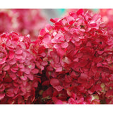 Hortensie de gradina Glowing Embers, flori rosii-portocalii spectaculoase, tufis ornamental rezistent