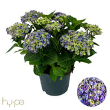 Hortensie de gradina macrophylla Curly Wurly, cu flori albastre-mov spectaculoase ondulate, inflorire lunga