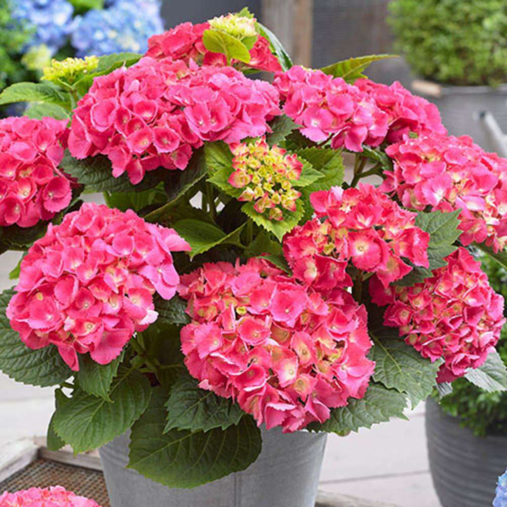 Hortensie de gradina Glowing Embers, flori rosii-portocalii spectaculoase, tufis ornamental rezistent