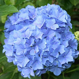 Hortensie Pitica macrophylla Blauer Zwerg – flori albastre