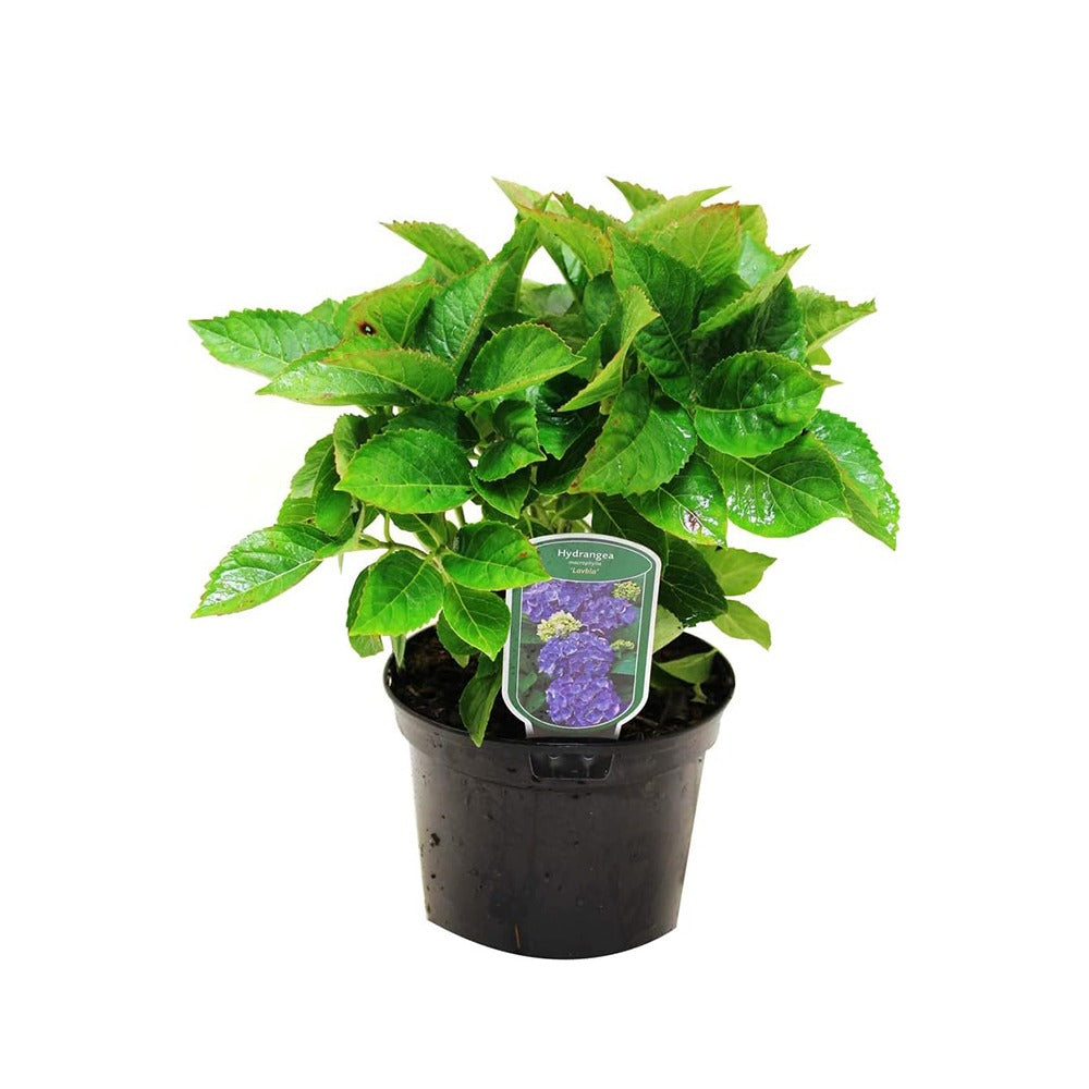 Hortensie Pitica macrophylla Blauer Zwerg – flori albastre