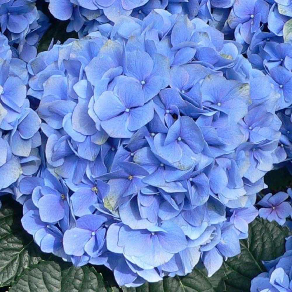 Hortensie Pitica macrophylla Blauer Zwerg – flori albastre