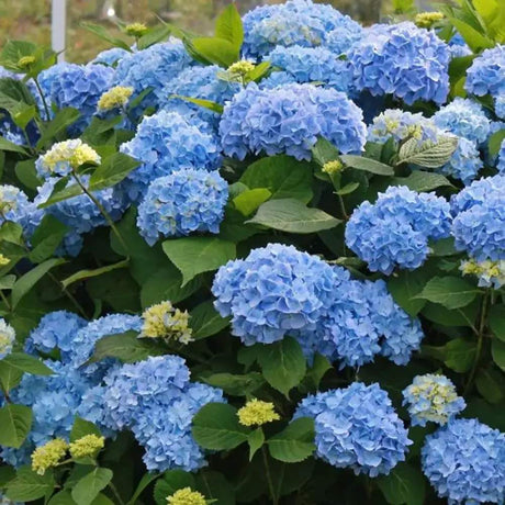 Hortensie Pitica macrophylla Blauer Zwerg – flori albastre