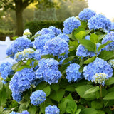 Hortensie Pitica macrophylla Blauer Zwerg – flori albastre