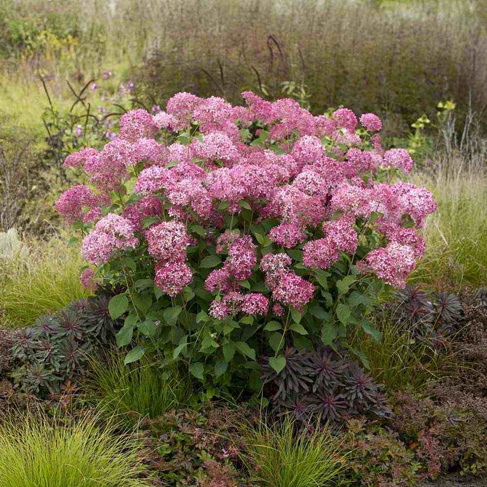 Hortensie arborescens Candybelle Sorbet, cu flori roz Intens, inflorire abundenta