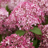 Hortensie arborescens Candybelle Sorbet, cu flori roz Intens, inflorire abundenta