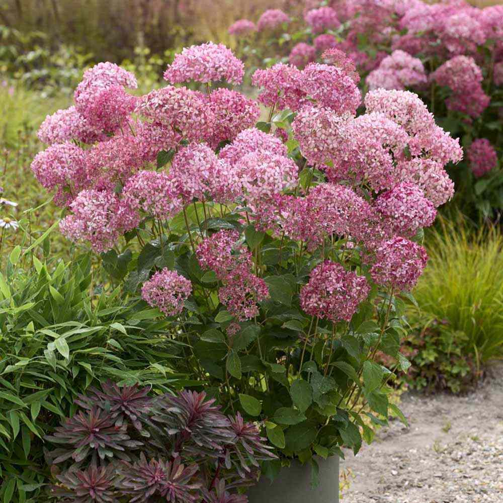 Hortensie arborescens Candybelle Sorbet, cu flori roz Intens, inflorire abundenta