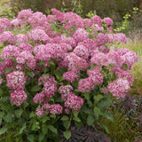 Hortensie arborescens Candybelle Sorbet, cu flori roz Intens, inflorire abundenta