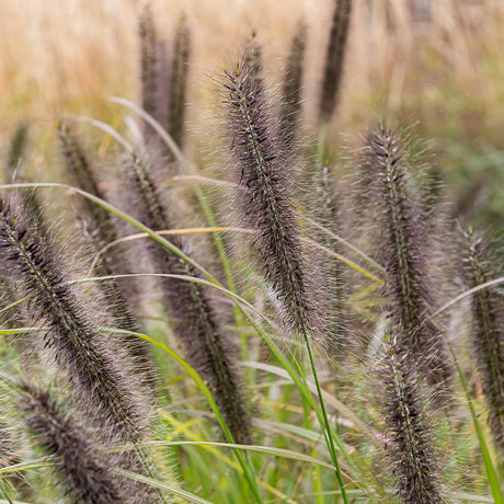 Iarba Chinezeasca Pennisetum Black Beauty
