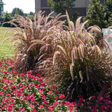 Iarba Ornamentala rosu Pennisetum Rubrum - VERDENA - ghiveci de 2 l